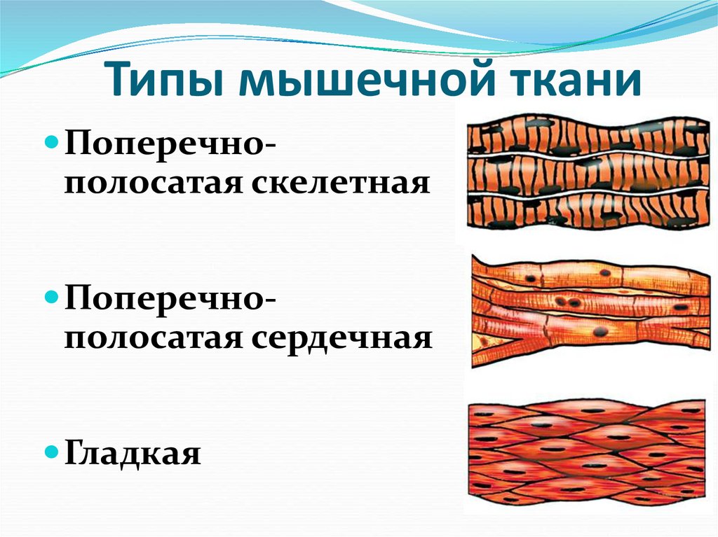 Типы мышечной ткани