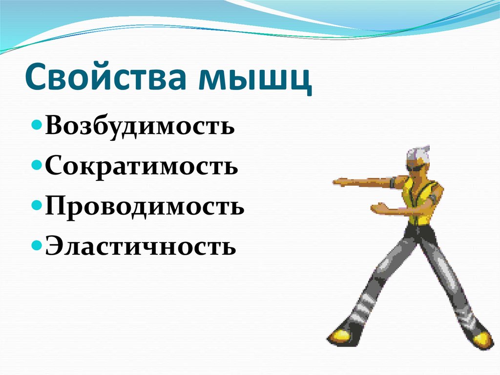 Свойства мышц