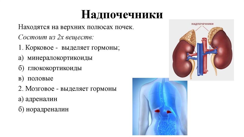 Надпочечники