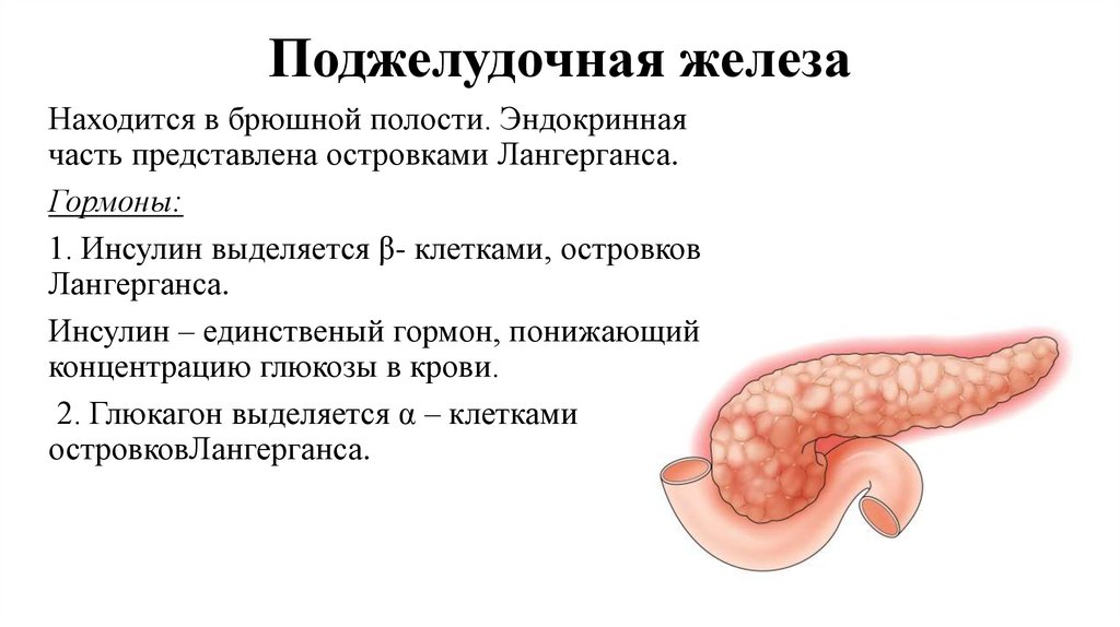 Поджелудочная железа