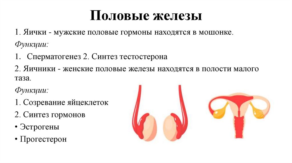 Половые железы