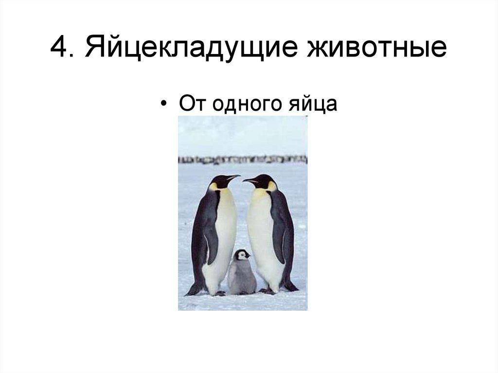 4. Яйцекладущие животные