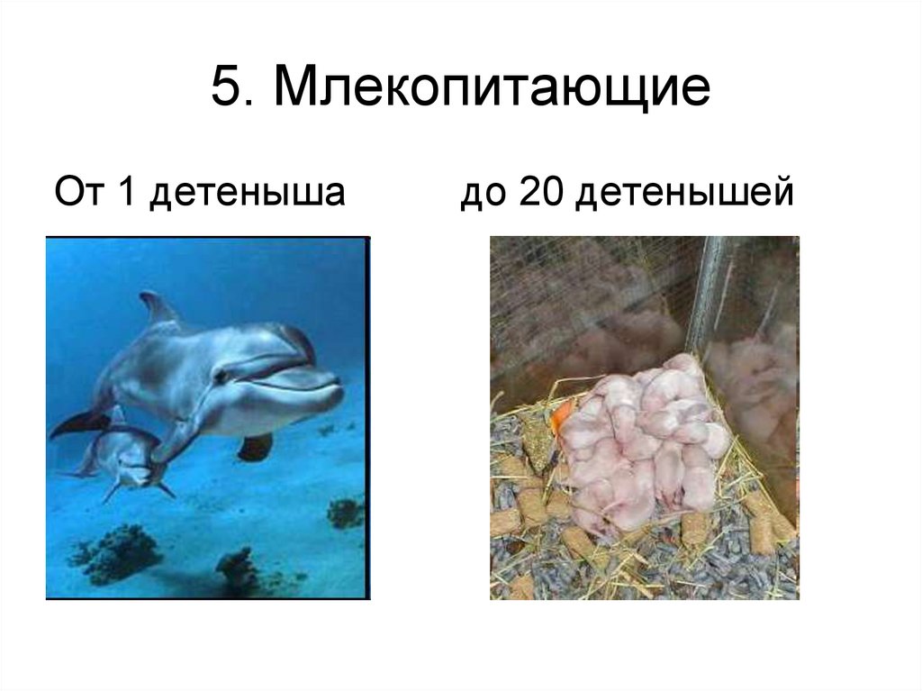 5. Млекопитающие