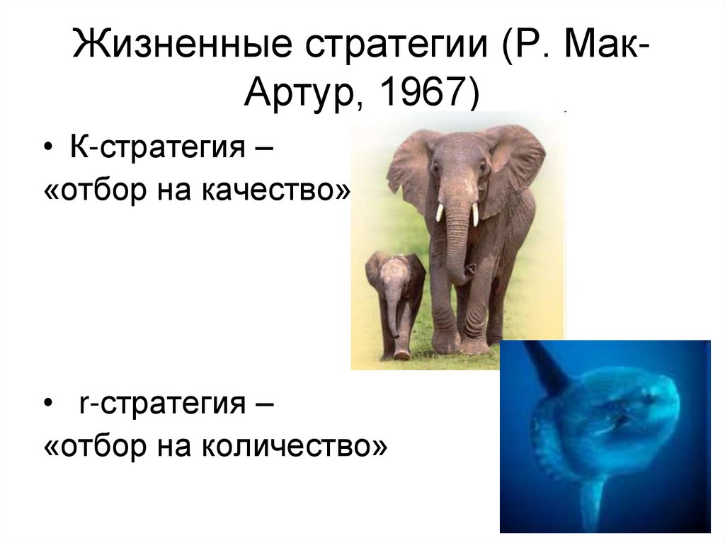 Жизненные стратегии (Р. Мак-Артур, 1967)