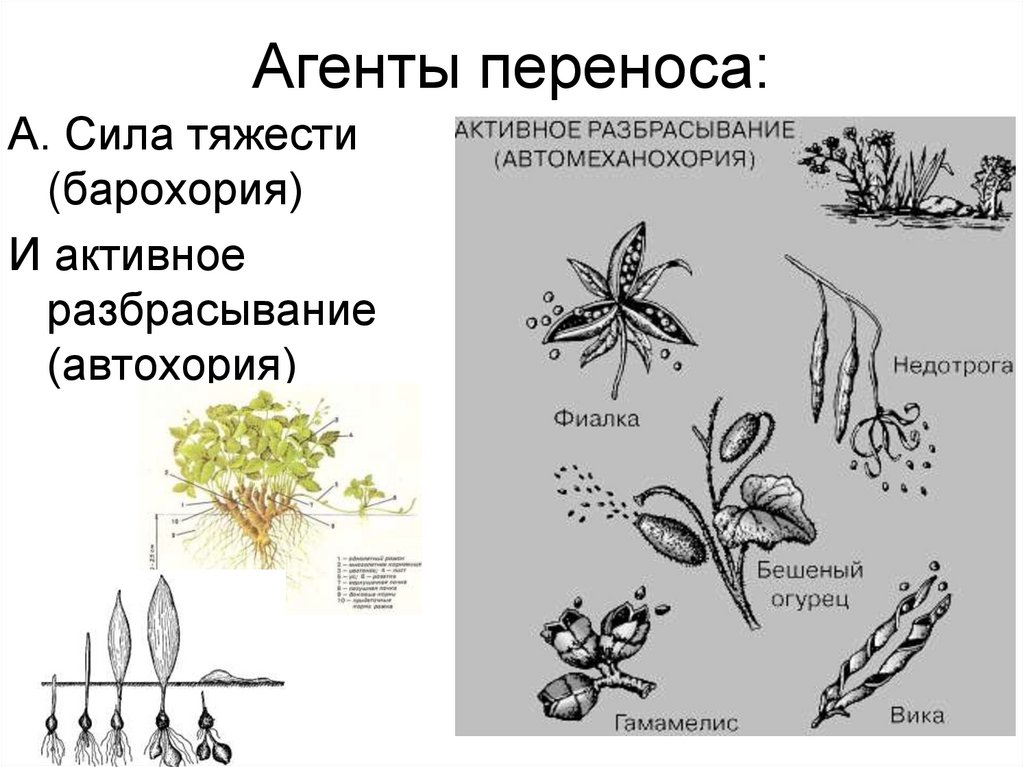 Агенты переноса: