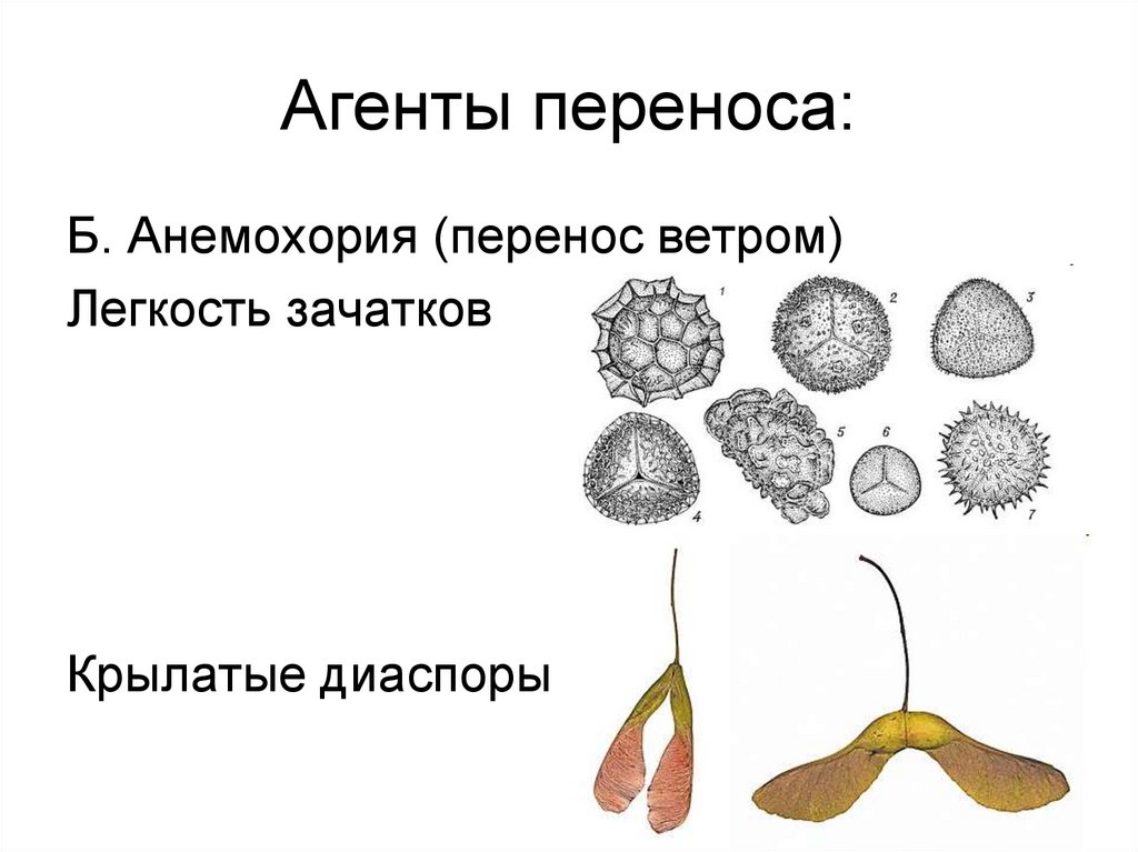 Агенты переноса: