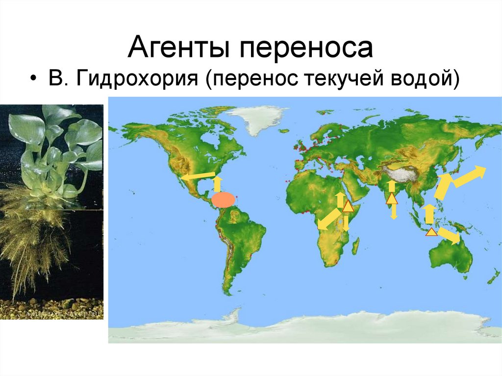 Агенты переноса