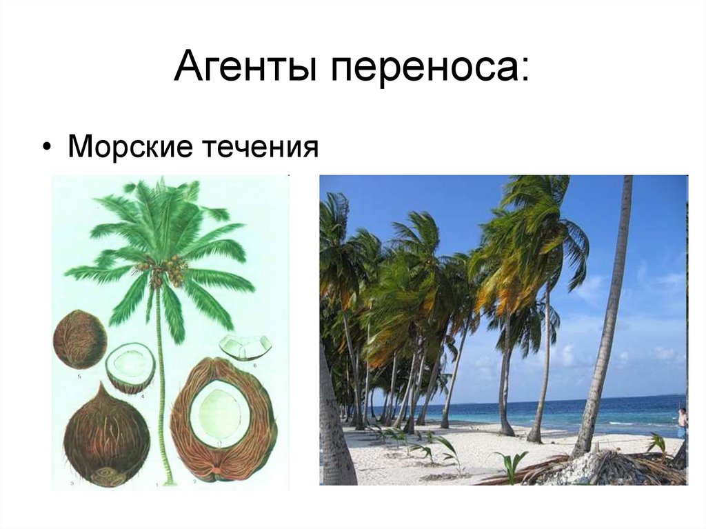 Агенты переноса: