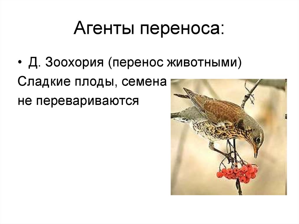 Агенты переноса: