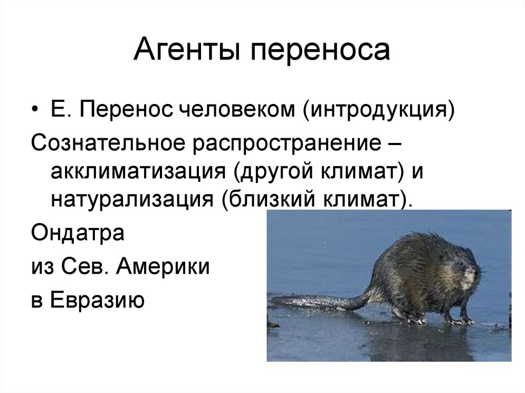 Агенты переноса