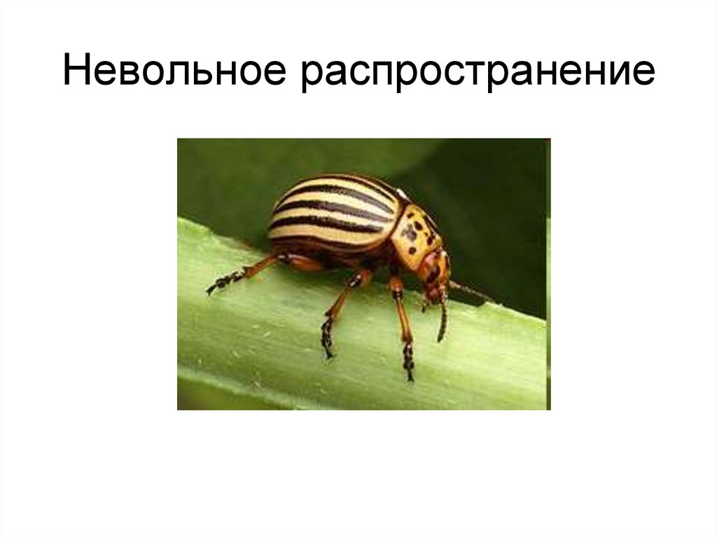 Невольное распространение