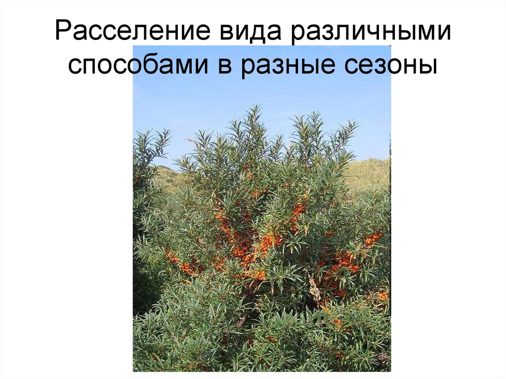 Расселение вида различными способами в разные сезоны