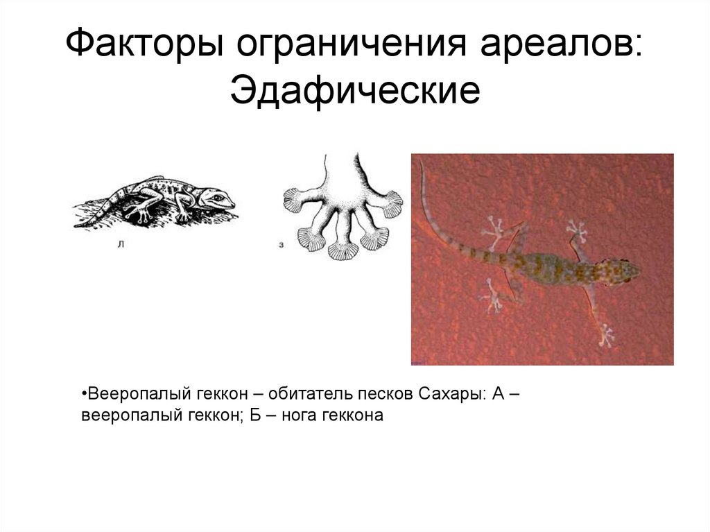 Факторы ограничения ареалов: Эдафические