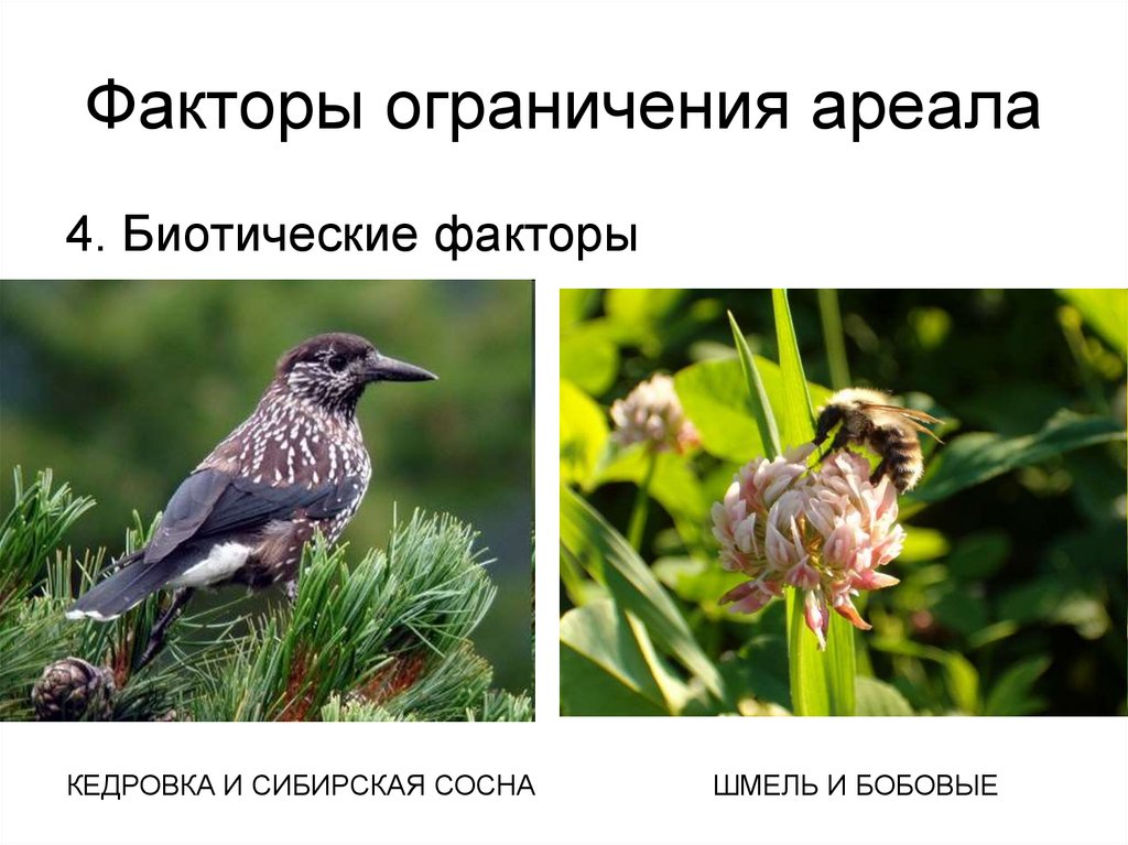 Факторы ограничения ареала