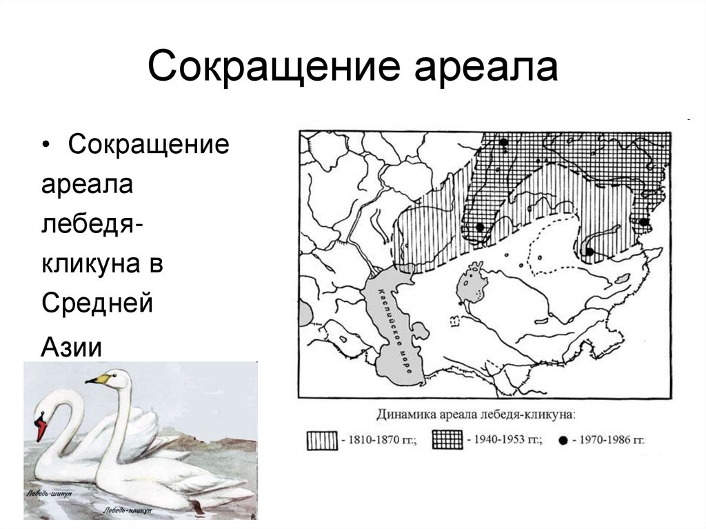 Сокращение ареала