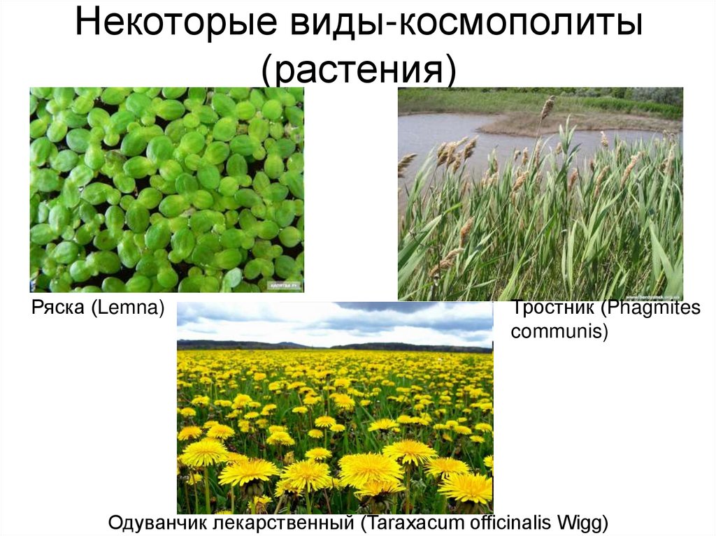 Некоторые виды-космополиты (растения)