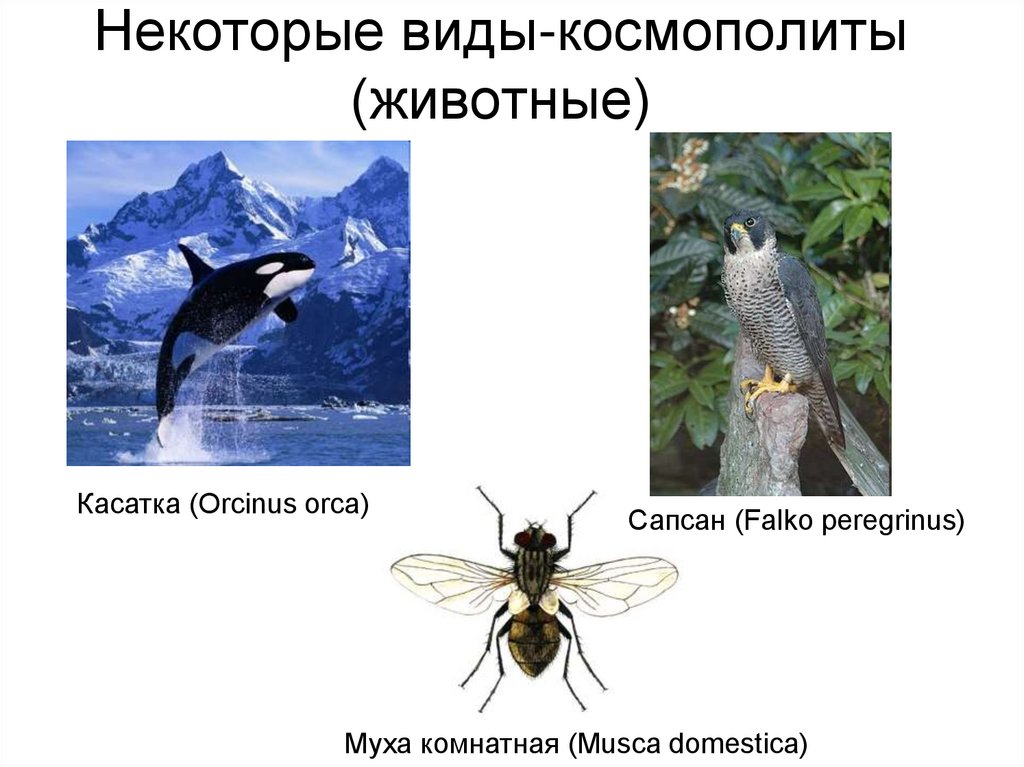 Некоторые виды-космополиты (животные)