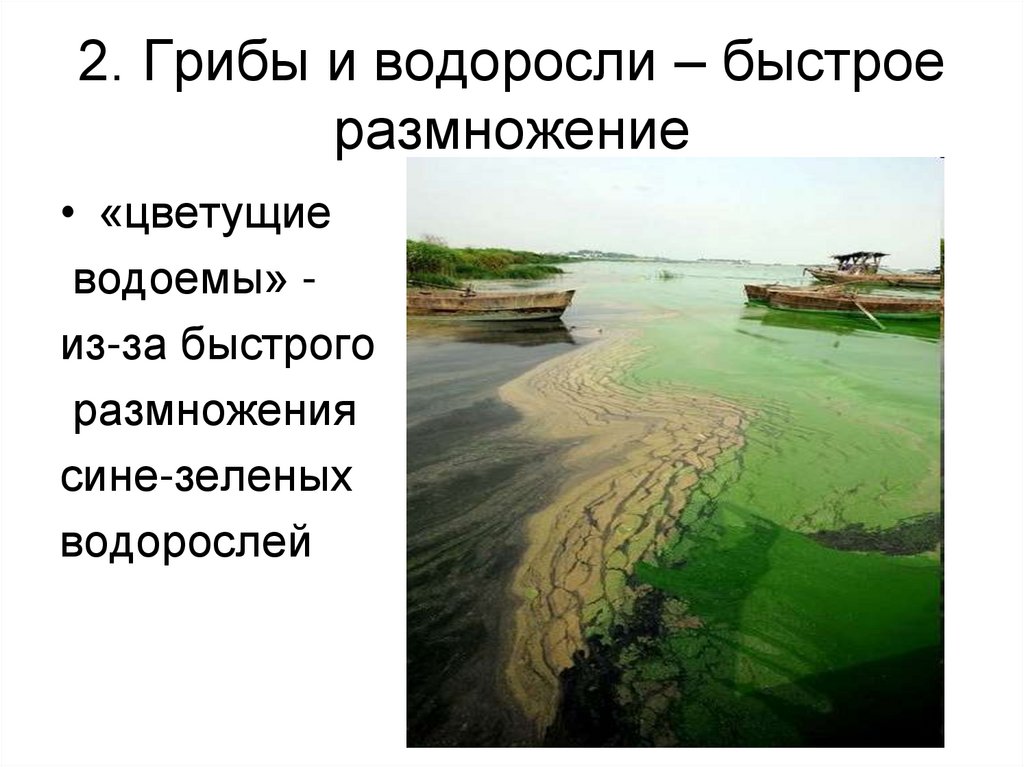 2. Грибы и водоросли – быстрое размножение