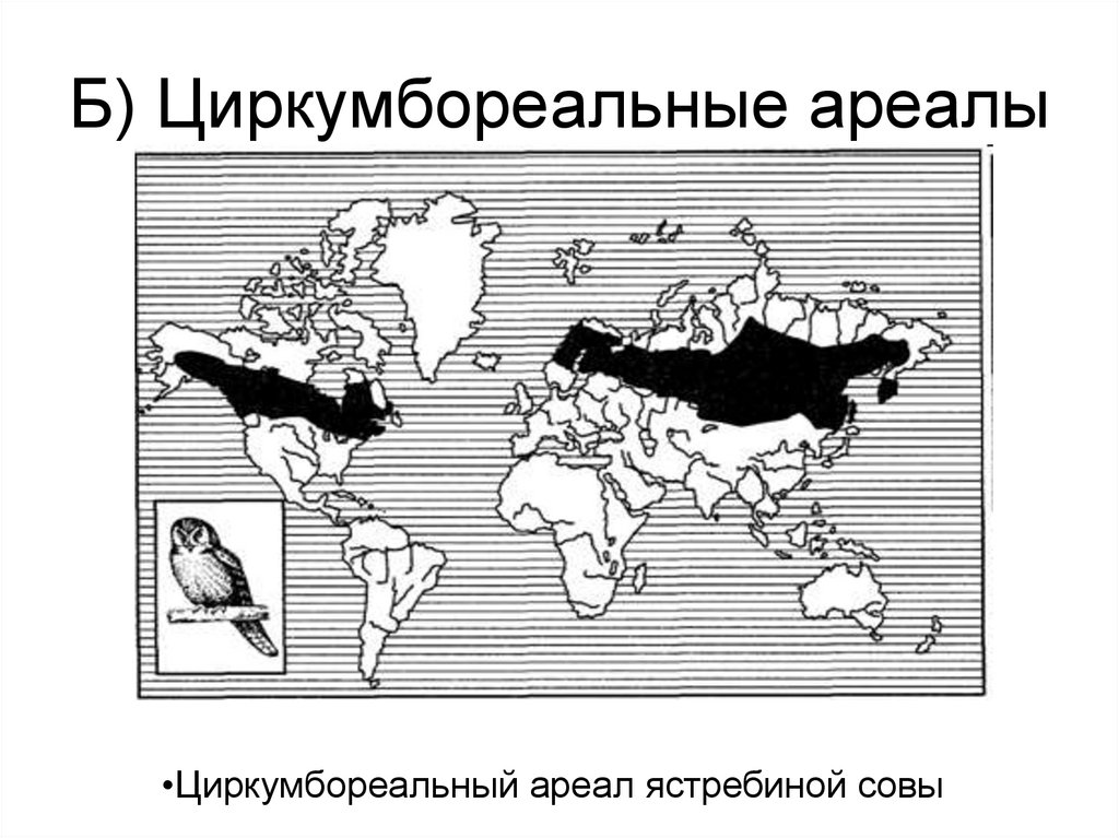 Б) Циркумбореальные ареалы