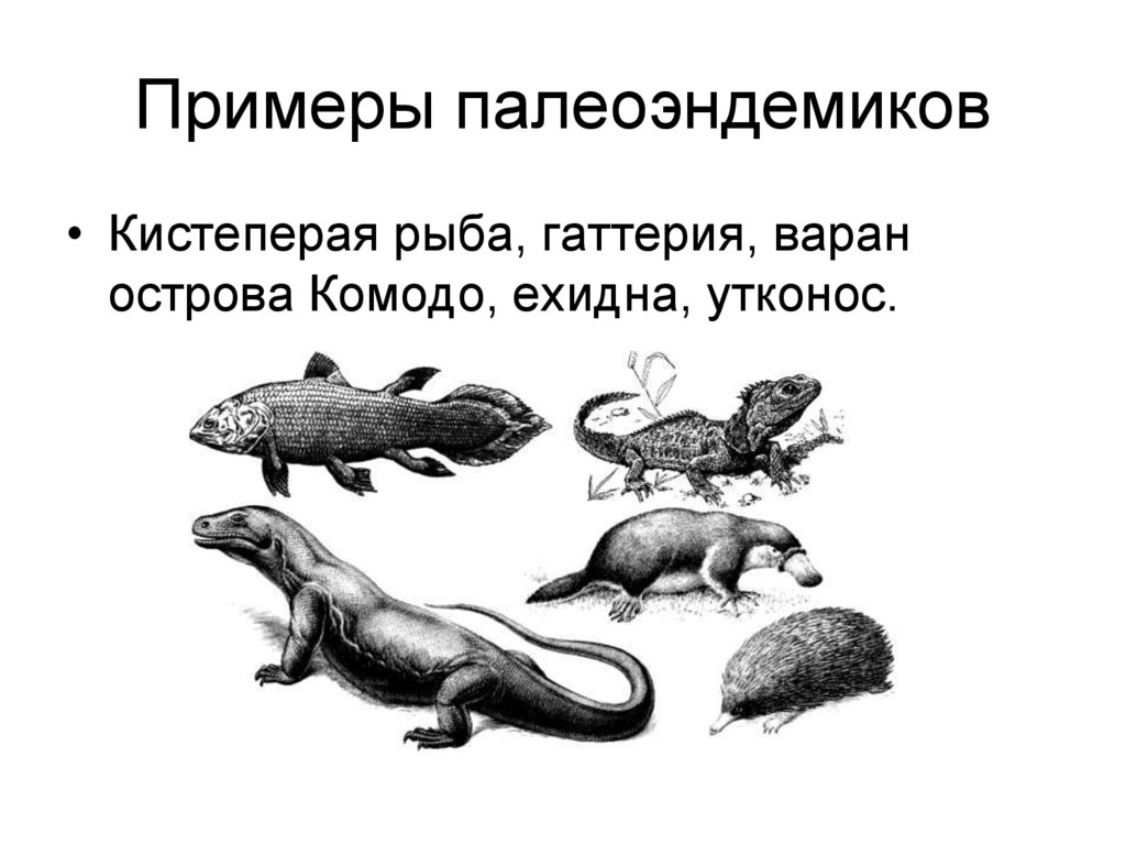 Примеры палеоэндемиков