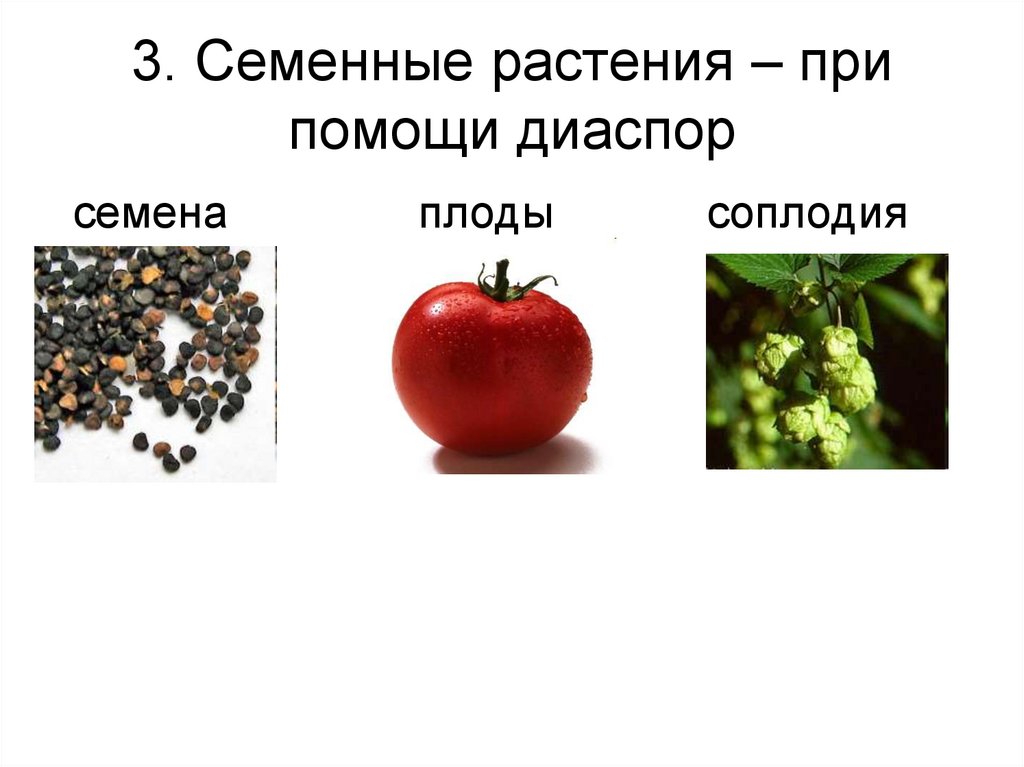 3. Семенные растения – при помощи диаспор