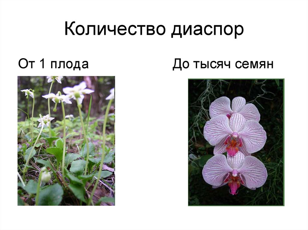 Количество диаспор