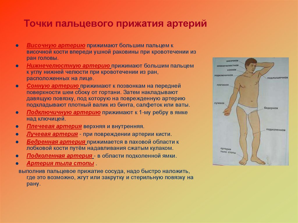 Точки пальцевого прижатия артерий