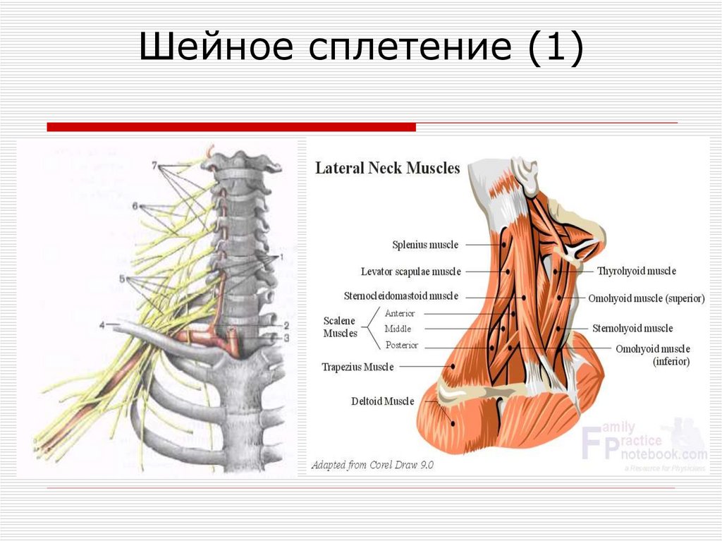 Шейное сплетение (1)