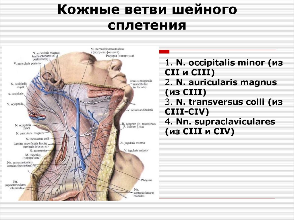 Кожные ветви шейного сплетения