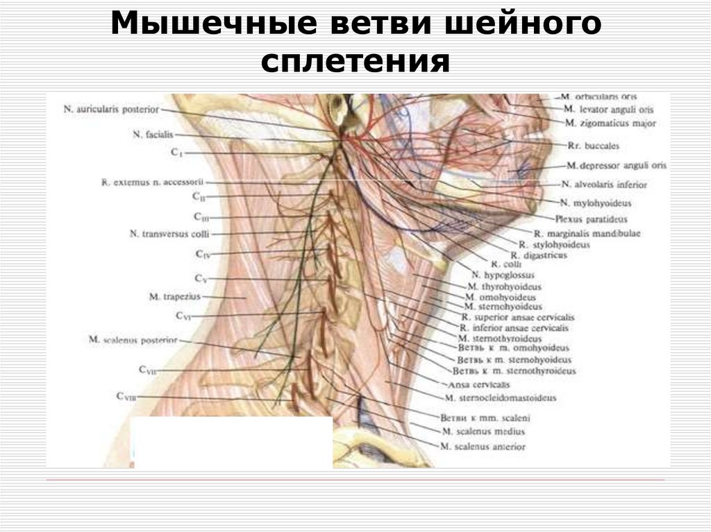 Мышечные ветви шейного сплетения
