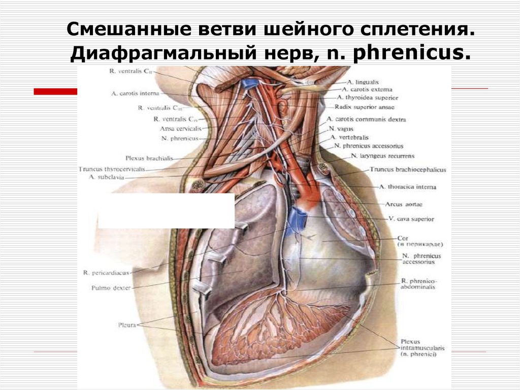 Смешанные ветви шейного сплетения. Диафрагмальный нерв, n. phrenicus.