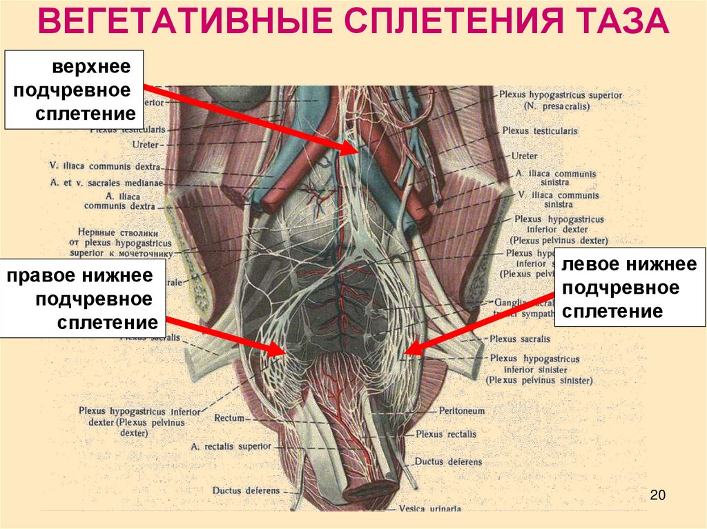 ВЕГЕТАТИВНЫЕ СПЛЕТЕНИЯ ТАЗА