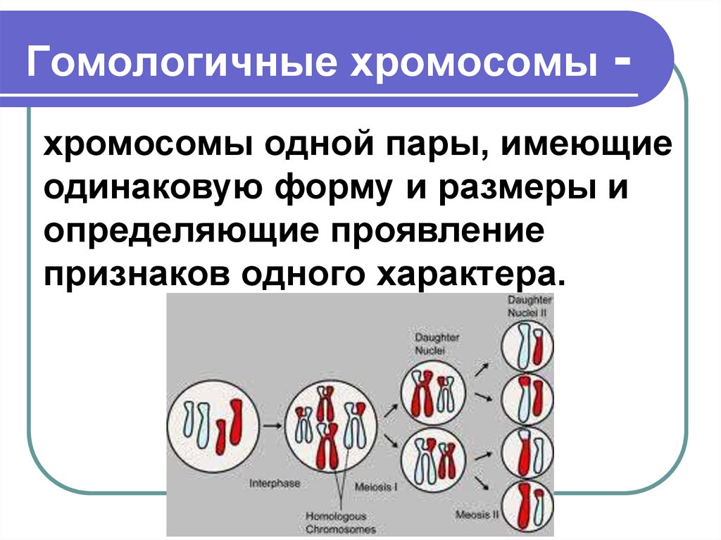Гомологичные хромосомы -