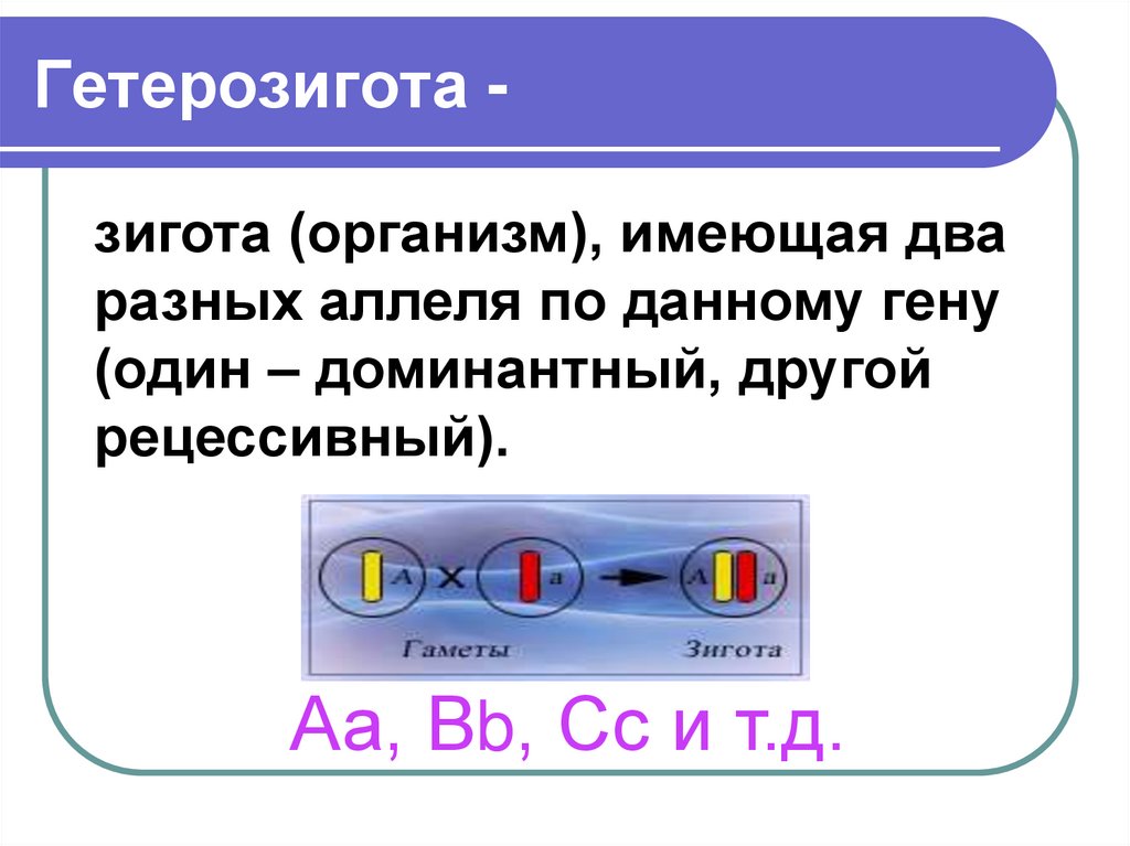 Гетерозигота -