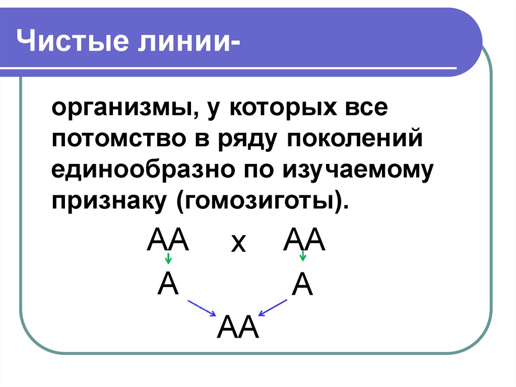 Чистые линии-