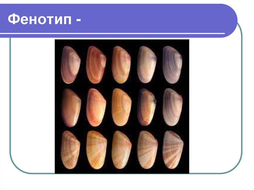 Фенотип -