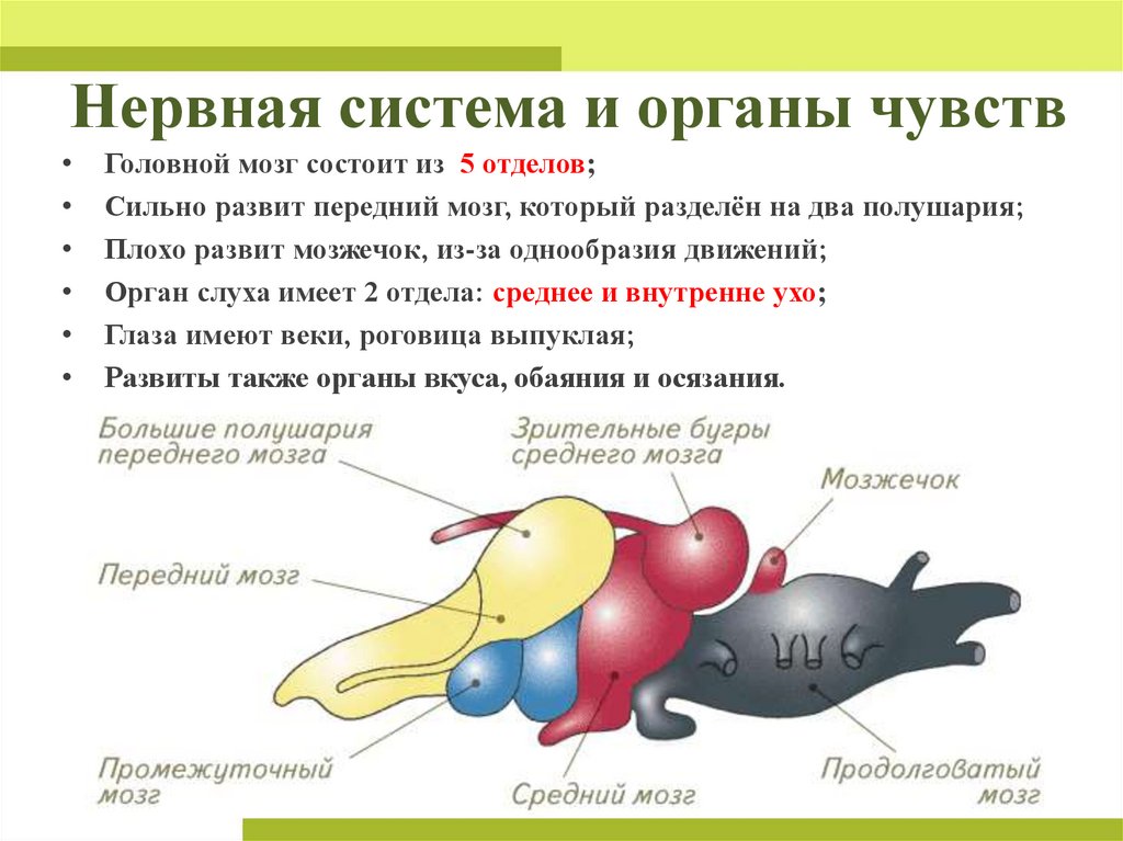 Нервная система и органы чувств