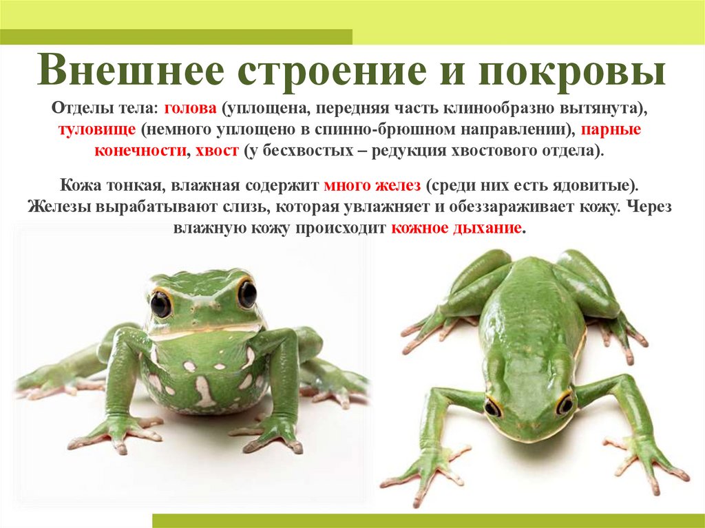 Внешнее строение и покровы