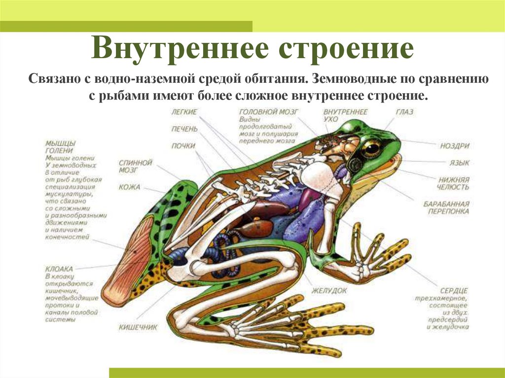 Внутреннее строение