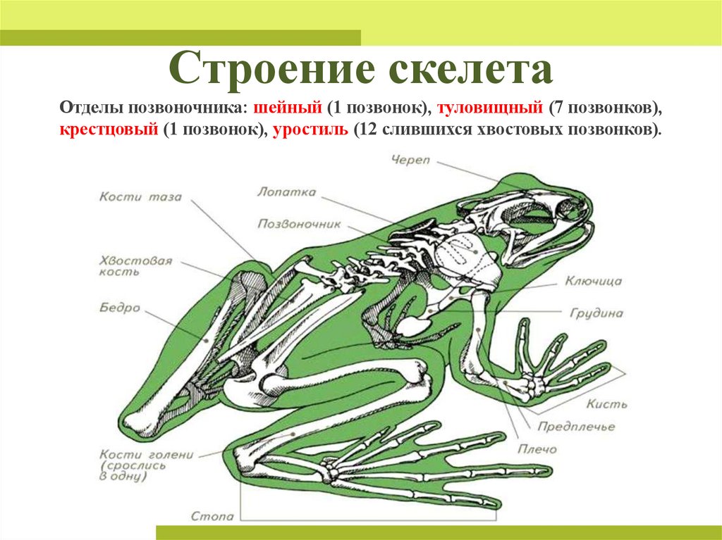 Строение скелета