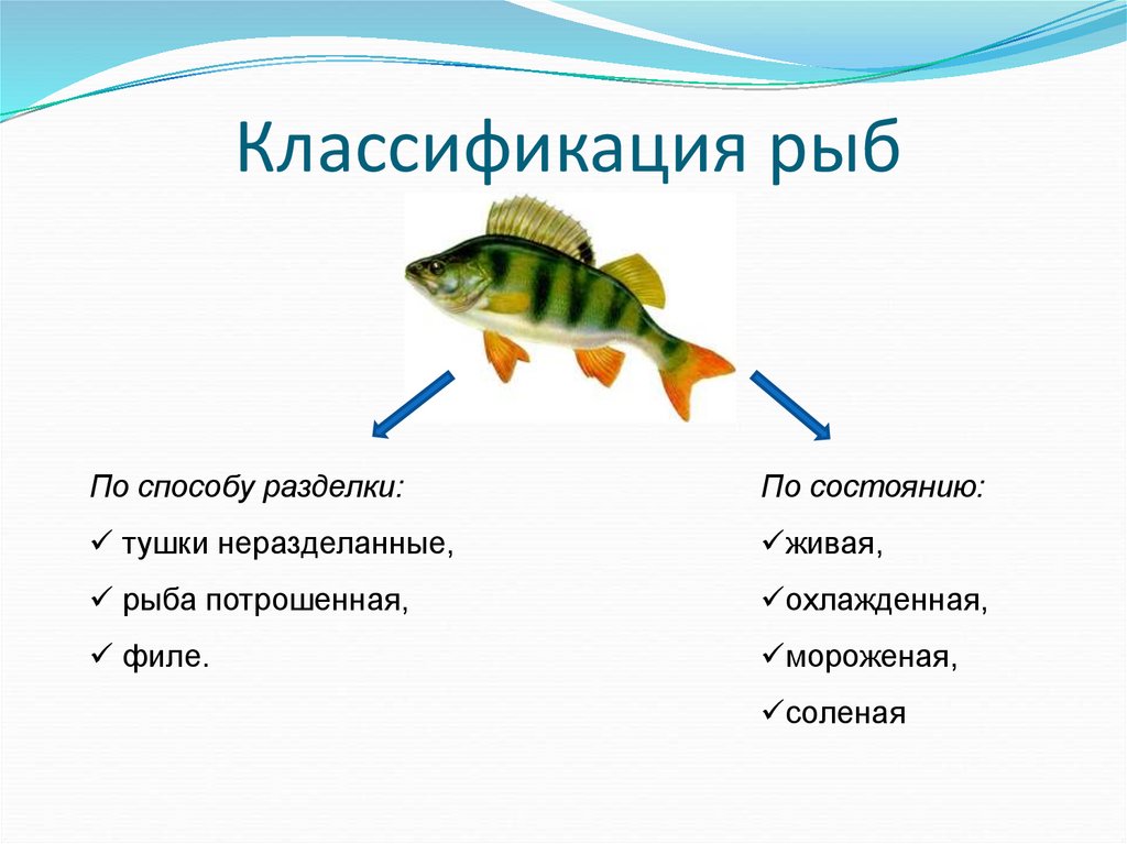 Классификация рыб