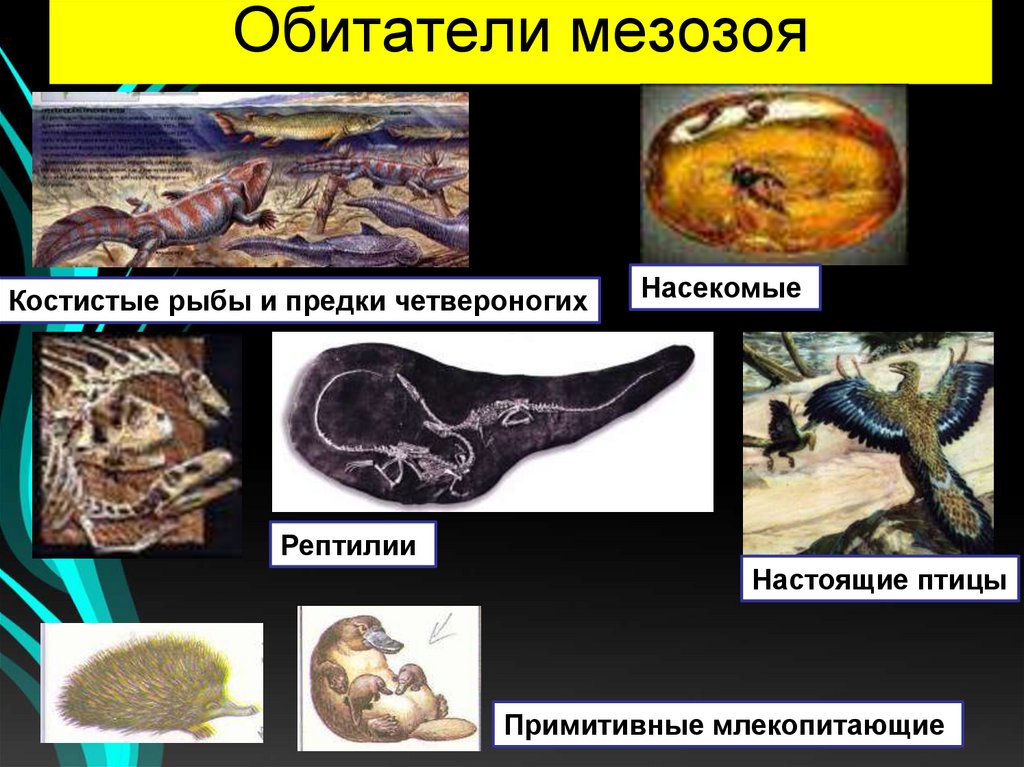 Обитатели мезозоя