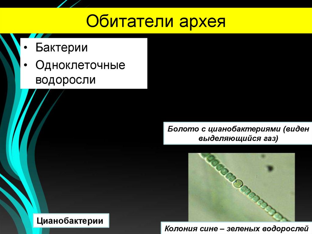 Обитатели архея