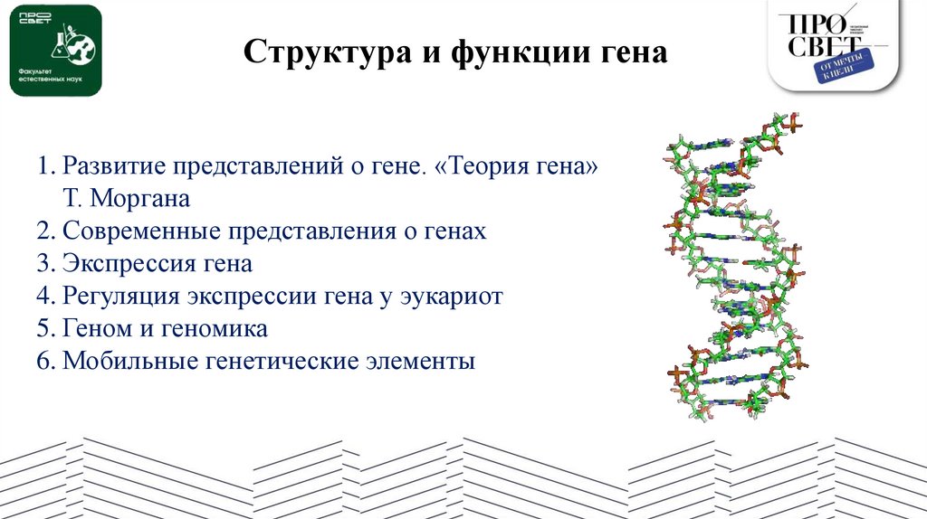 Структура и функции гена