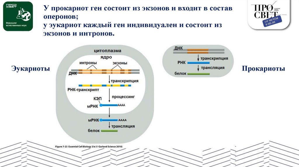 У прокариот ген состоит из экзонов и входит в состав оперонов; у эукариот каждый ген индивидуален и состоит из экзонов и