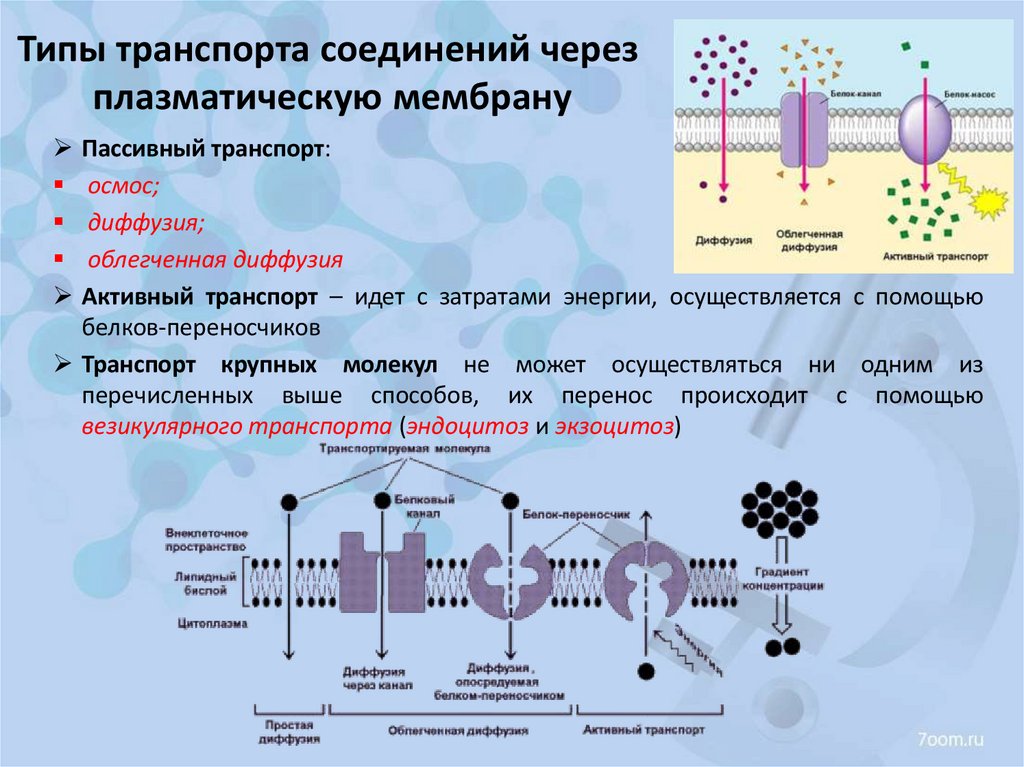 Типы транспорта соединений через плазматическую мембрану