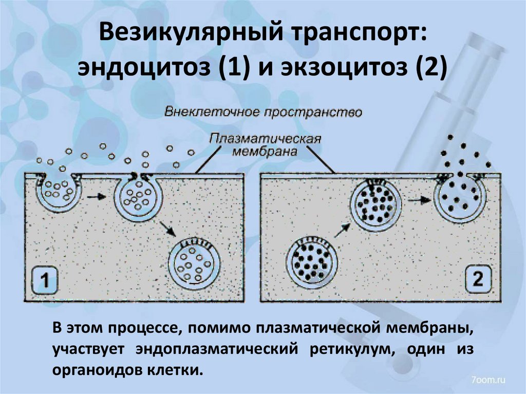 Везикулярный транспорт: эндоцитоз (1) и экзоцитоз (2)