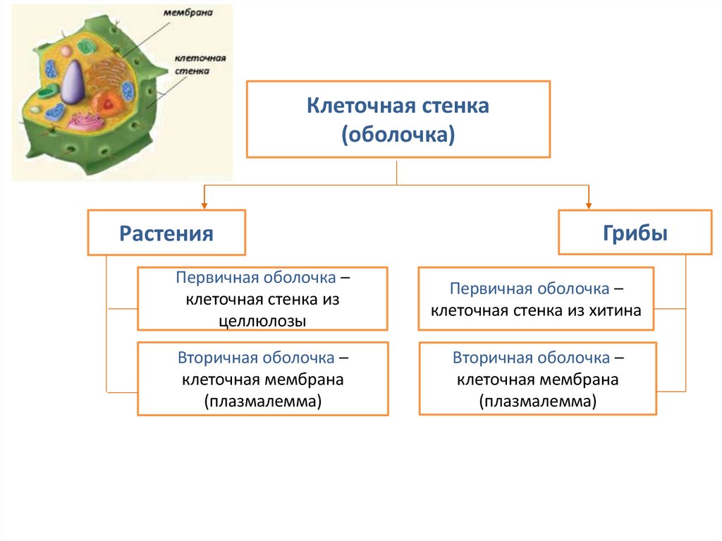 Клеточная стенка (оболочка)