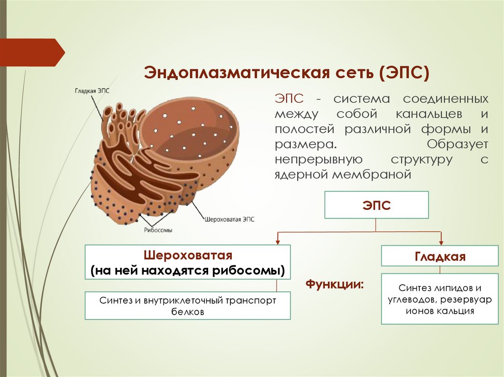 Эндоплазматическая сеть (ЭПС)