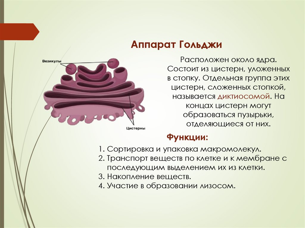 Аппарат Гольджи